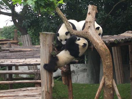 panda bears playing