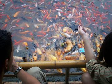 the pool with the gold fishes